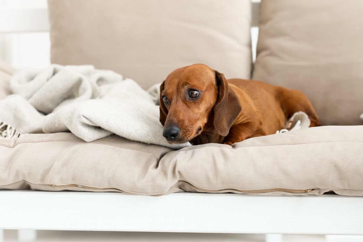 Sleep Apnea: Why Top Experts Are Calling This the Most Ingenious Pillow of 2025