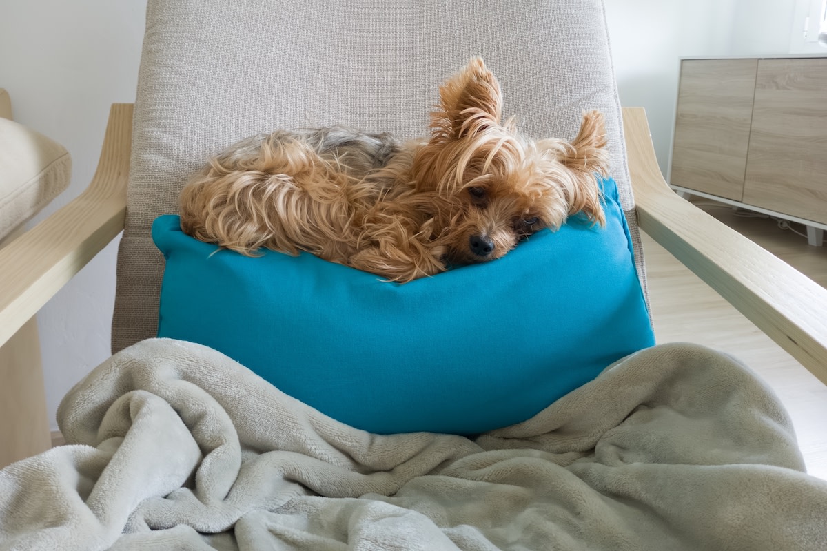 Sleep Apnea: Why Top Experts Are Calling This the Most Ingenious Pillow of 2025