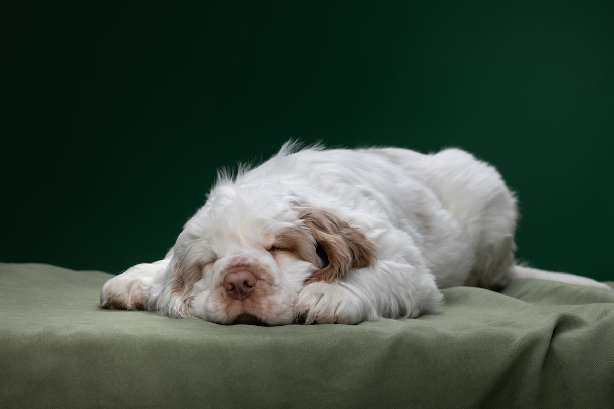 Sleep Apnea: Why Top Experts Are Calling This the Most Ingenious Pillow of 2025